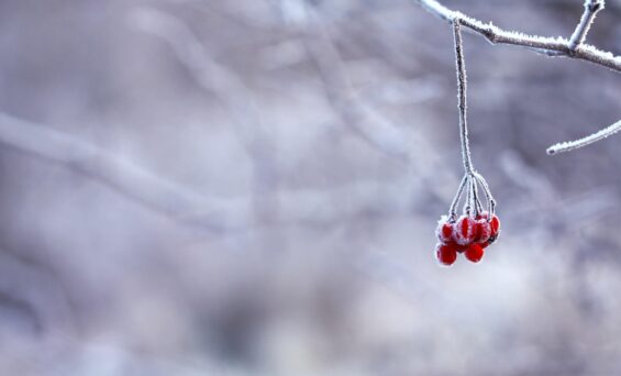 Hanging frozen red fruit on a background of snow